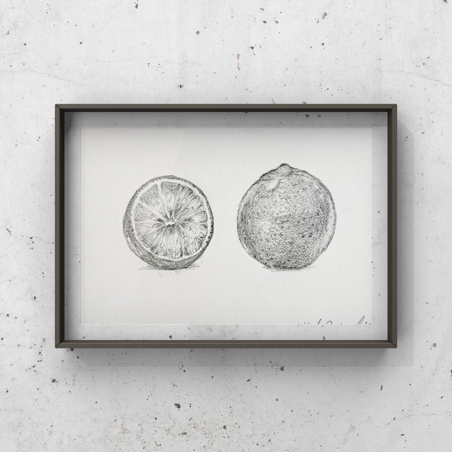 用鉛筆在SM尺寸高品質水彩紙上繪製的逼真「葡萄柚」素描