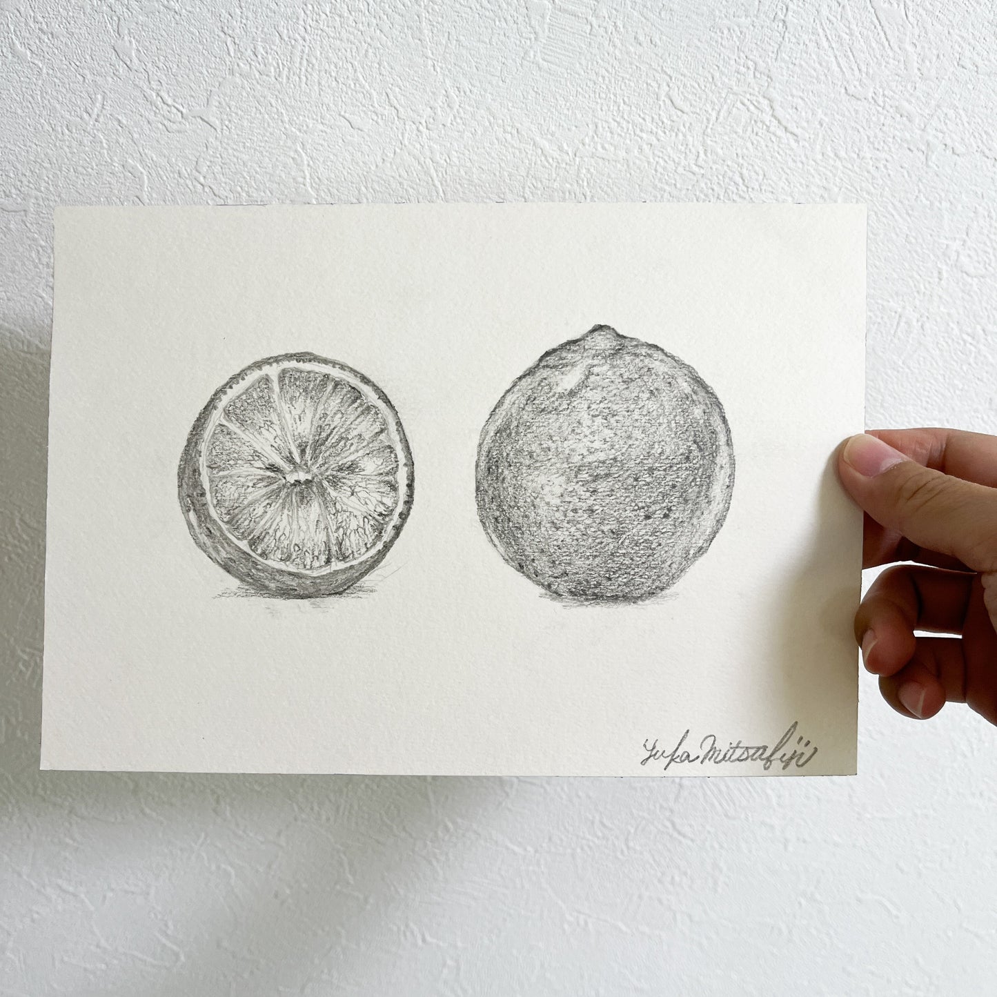 写実 鉛筆画 グレープフルーツの絵 SM水彩紙 | Grapefruit  [Free Shipping]