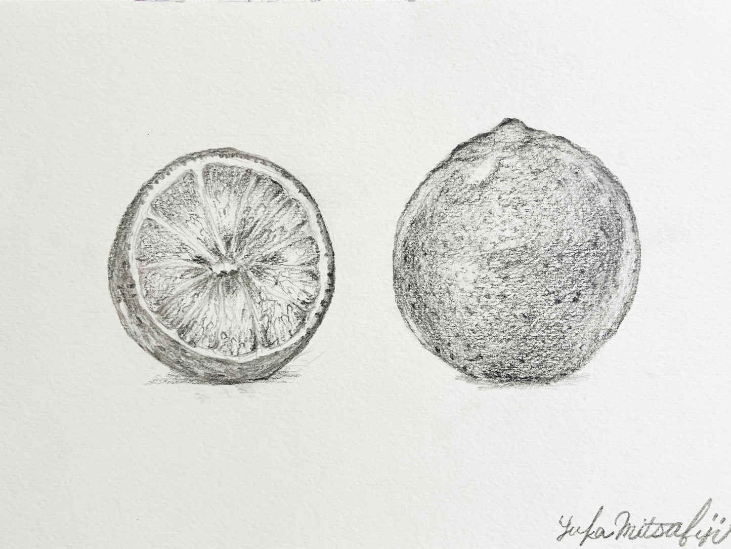 写実 鉛筆画 グレープフルーツの絵 SM水彩紙 | Grapefruit  [Free Shipping]